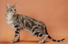 Sokoke Cat • Purrfect Cat Breeds