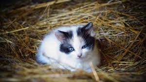 I just bought a kitten about 8 weeks old. We Found Kittens That Are About 3 Weeks Old And Infested With Fleas What S A Safe Effective Flea Powder I Can Buy From The Store Today Quora