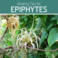 Great Tips For Growing Epiphytes Bromeliad Plant Care Epiphyte Bromeliads Plants