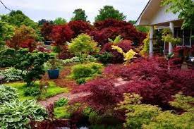 A World Of Unusual Japanese Maples Ginkgoes And Metasequoias With Tim Nichols A Way To Garden Japanese Maple Garden Japanese Maple Japanese Maple Tree