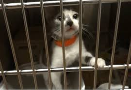 We did not find results for: Fosters Needed For Hall County Animal Shelter Pets Accesswdun Com