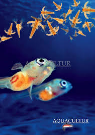 Calameo Aquacultur France Officiel