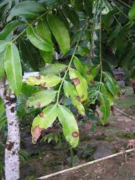 Mango Diseases