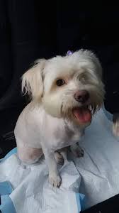 We review each application on a case by case basis and select the home we think would be the best fit for each. Adopt Lala On Petfinder Help Homeless Pets Dog Adoption Lap Dogs