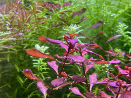 Image result for Nesaea ramosa