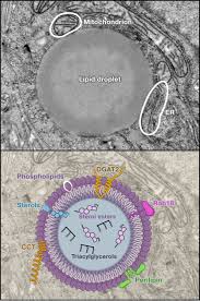Image result for Lipid