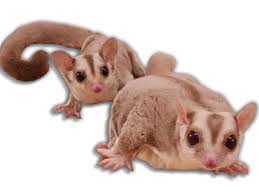 My Little Sugar Glider Sugar Glider Breeder
