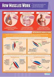 Muscles Science Educational School Posters In 2020 Physical Education Lessons Health And Physical Education Physical Education