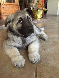 Fluffy Silver Grey Sable German Shepherd German Shepherd Dogs Shepherd Puppies German Shepherd Puppies