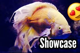 Thinking about getting an oscar fish and wondering what they eat? Longfin Oscar Fish Home Facebook