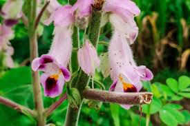 Image result for Harpagophytum zeyheri