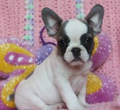 Come see our french bulldog puppies & other puppies for sale today. Pied French Bulldog Puppies For Sale Usa Canada Australia Uk