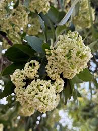 Image result for Albizia glaberrima