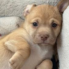 Labs And More Rescue (@labsandmore) • Instagram photos and videos