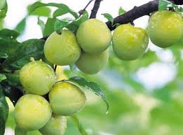 Once the rambutan's hairy exterior is peeled away, its deliciously sweet and sticky flesh is revealed inside, with a large woody seed in the middle. 20 Chinese Fruits That You Should Know Yum Of China