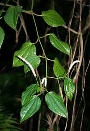 Image result for Piper capense