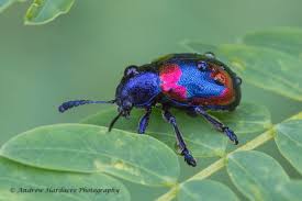 Image result for Platycoryne