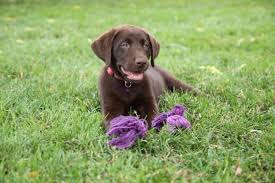 Located in kinzers, pa and shrewsbury, pa, we're here to help you find your perfect puppy! Silver Labrador Puppies For Sale Pennsylvania
