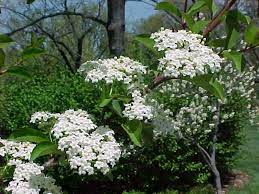 Maybe you would like to learn more about one of these? Native Trees For Missouri Landscapes