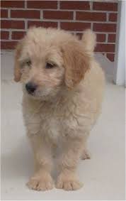 Again, this is because red goldendoodles with age, the puppy coat begins to grow out and the solid color begins to fade. Goldendoodle Dog Breed Pictures 7