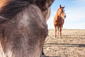 Buckskin quarter horse stallion kilmore victoria banqueros cocoa chip. Hd Wallpaper Canada Horses Sorrel Buckskin Quarterhorse Cute Animal Wallpaper Flare