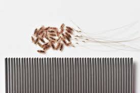 Image result for lice vs dandruff