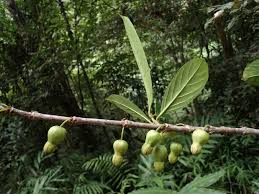 Image result for Rhizophoraceae