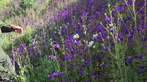 It's easy to relax and have a good time at this healthy restaurant in santa monica's famous third street promenade. Here S Where To Go To See The Santa Monica Super Bloom