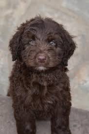 Richard and beth siess, located in seneca kansas. Chocolate Labradoodle Puppy Mini Labradoodle Puppy Labradoodle Puppy Chocolate Labradoodle
