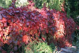 How big does a california grape vine get? Wildscaping Plants Vitis Californica Roger S Red