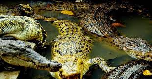 Lidah buaya atau yang dalam nama latinnya disebut dengan aloe vera adalah tanaman yang tumbuh di iklim tropis dengan bentuk menyerupai kaktus. Penangkaran Buaya Asam Kumbang Di Medan Pariwisata Sumut