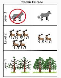 Why, it is through the food web. Consumer Definition And Examples Biology Dictionary