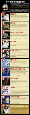 The show committee may permit cats or kittens 3 months of age or older to be entered for exhibition or sale. Top Breeds 2019 Infographic The Cat Fanciers Association Inc