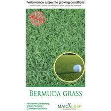 Daun wakame berwarna hijau dan memiliki rasa yang manis dan tekstur yang halus. Sale Benih Rumput Golf Bermuda Grass Rumput Lapangan Golf Maica Leaf Shopee Indonesia