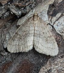 Image result for Operophtera brumata