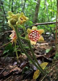 Image result for Monimiaceae