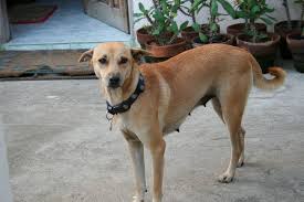 Aspin's cchw training qualifies the individual to bill for chw services, for ihcp programs subject to the limitations established for certain benefit packages, for dates of service on or after july 1, 2018, as outlined in. File Askal Aspin Dog Masinloc Zambales Jpg Wikimedia Commons