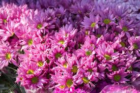 Spring is the perfect time to rejoice and enjoy the beauty of nature; Beautiful Colorful Natural Spring Flowers As A Nature Background Stock Photo Picture And Royalty Free Image Image 98129321