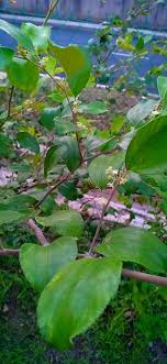 13 mei 2020 2 min read. Baja Milagro Feedbackmilagro Pokok Bidara Epal Facebook