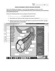 You can & download or print using the browser document. Muscle Contraction Worksheet Name Date Per Internet Investigation Muscle Contraction Worksheet Type In The Following Web Address Or Go To The Class Course Hero