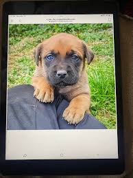 HAPPY APRIL BIRTHDAYS TO THE DESCENDANTS OF ELIJAH AND LOURENA MASTIN!  April 1- I Richard Mastin 1915-1944 April 2-Apr Michael Krum April 2-Apr  John McKinney April 3-Apr Prairie Farris April 3-Apr Bernice