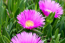 Heat, drought and salt tolerant, this adaptable plant thrives with little care, even in rocky, unimproved soils. Growing Ice Plant Flowers How To Grow A Hardy Ice Plant