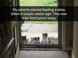 Caturday is the tradition of posting lolcats to 4chan on saturdays. Lolcats Caturday Lol At Funny Cat Memes Funny Cat Pictures With Words On Them Lol Cat Memes Funny Cats Funny Cat Pictures With Words On