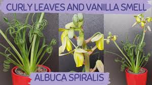 Check spelling or type a new query. Albuca Spiralis Frizzle Sizzle Turning Brown Albuca Spiralis Not Curling Is Albuca A Succulent Youtube