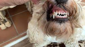 When Will My Cavapoo Stop Teething