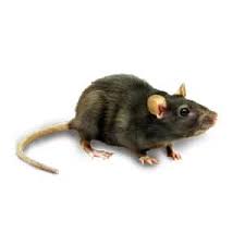 Our company began service on november 10th of 1986 in rochester minnesota and today, 10 full routes. About Bug Busters Environmental Pest Management Systems Environmental Pest Management