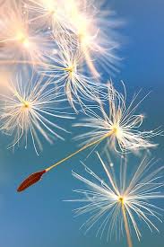 Light Fluff Framed Print By Shotsoflove In 2021 Macro Photography Nature Nothing But Flowers Sky Artwork