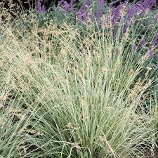 Image result for Chlorophytum macrorrhizum