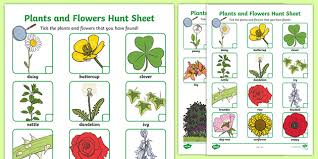 Check spelling or type a new query. Garden Plants And Flowers Hunt Sheet Teaching Resources
