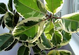 Dacă planta este în colțul suflat de toate vânturile toți acești invitați se angajeazămananca sistemul de radacini cu apetitul. Ficus Elastica Tineke Regulile De Ingrijire La Domiciliu ProducÈia Culturilor